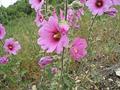 Alcea Setosa